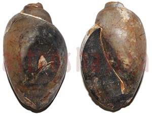 heera shankh